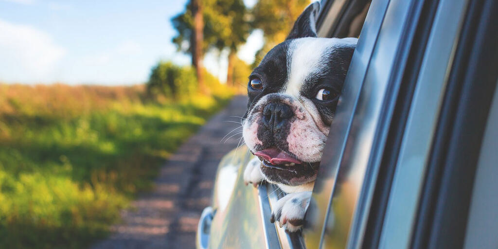 Chien-voiture