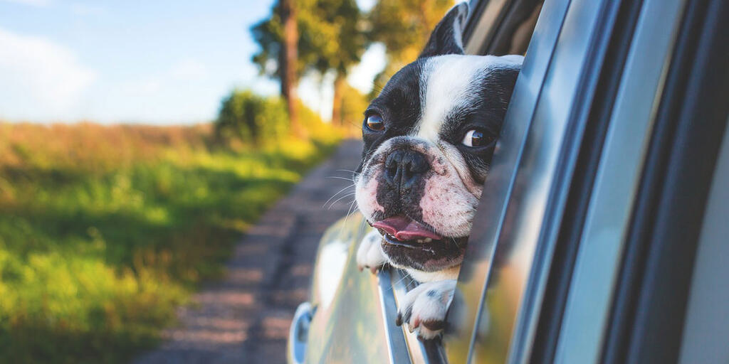 Comment transporter son animal en voiture : les 4 règles d'or